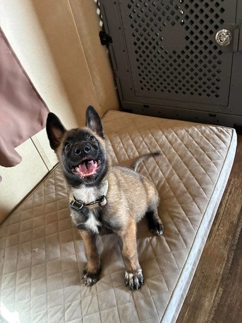 Photo of High Octane- Turbo- Located in OK, adoptable Belgian Shepherd Malinois in Imlay City, Michigan