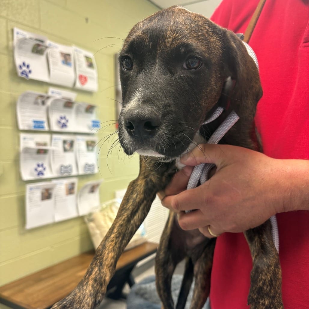 Photo of Willie, adoptable Hound, Plott in East Hanover, New Jersey