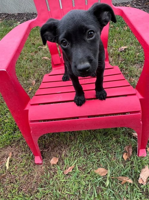 Photo of Cami, adoptable Labrador Retriever in Hillsboro, Missouri