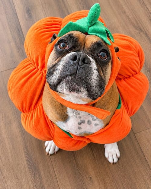 Photo of Sophie, adoptable Boxer in Monticello, New Jersey