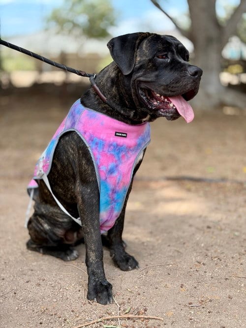 Photo of Molly, adoptable Mastiff in Goodyear, Arizona