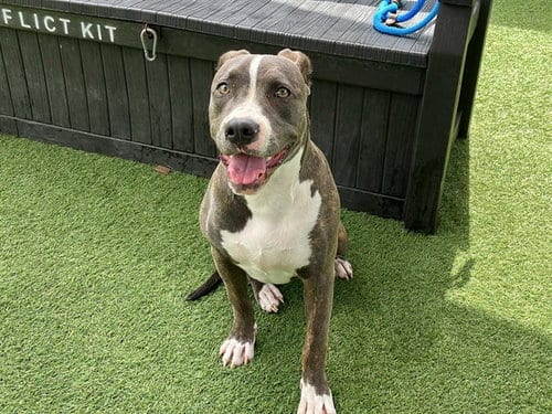 Photo of Tigerlily, adoptable Pit Bull Terrier in Orange, California