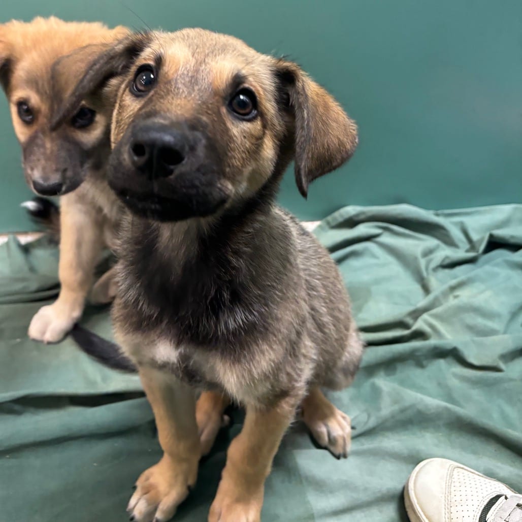 Photo of Soy Sauce, adoptable Shepherd, German / Mixed Breed (Large) in Dayton, Ohio