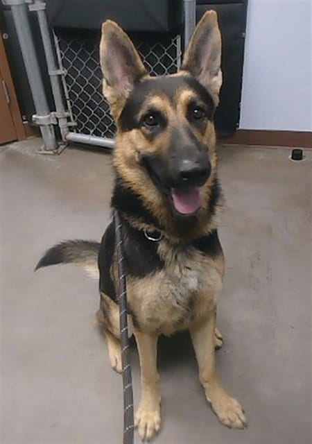 Photo of Groot, adoptable German Shepherd Dog in Phoenix, Arizona