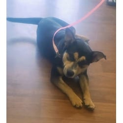Photo of Santana, adoptable Mixed Breed (Medium) in Baton Rouge, Louisiana