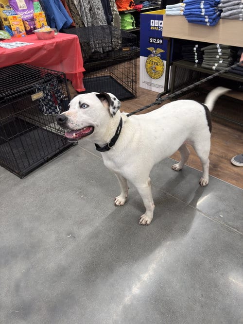 Photo of Blue (jh), adoptable Pit Bull Terrier in White Bluff, Tennessee