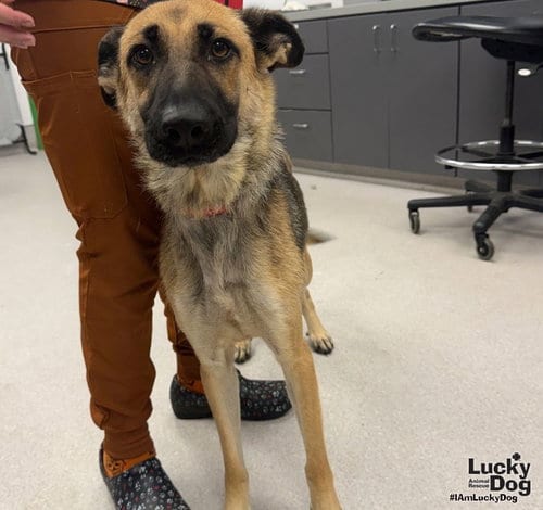 Photo of Piggy, adoptable German Shepherd Dog in Washington, District of Columbia