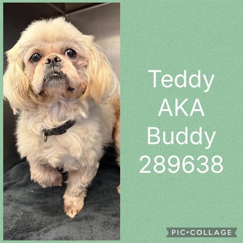 Photo of Teddy Aka Buddy Bolden, adoptable Shih Tzu in Macon, Georgia