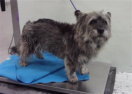 Photo of Lola, adoptable Schnauzer in Houston, Texas