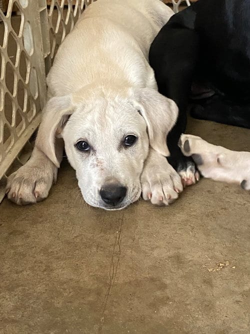 Photo of Sylvan, adoptable Labrador Retriever in Alexander, Arkansas