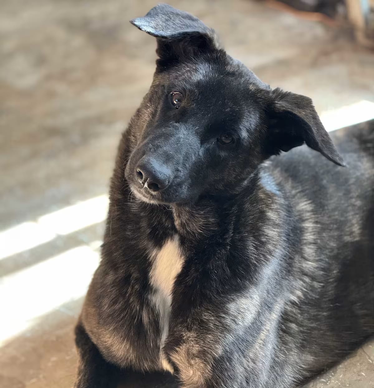 Photo of Lakota, adoptable Belgian Malinois/German Shepherd Dog in Piedmont, South Carolina
