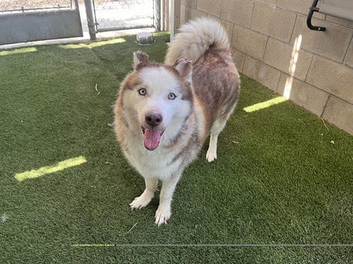 Photo of Riley, adoptable Siberian Husky in Corona, California