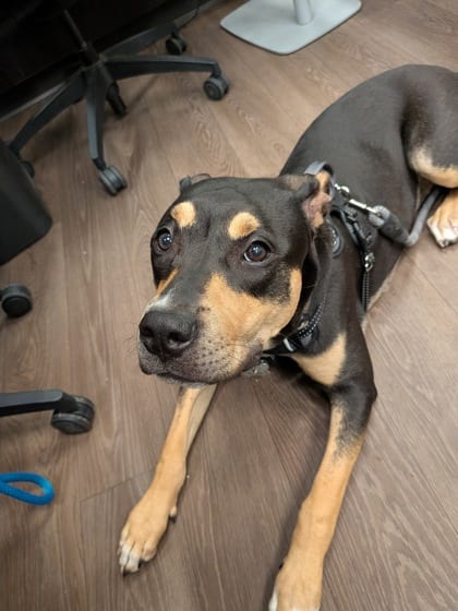 Photo of Paige, adoptable dog in Atlanta, Georgia