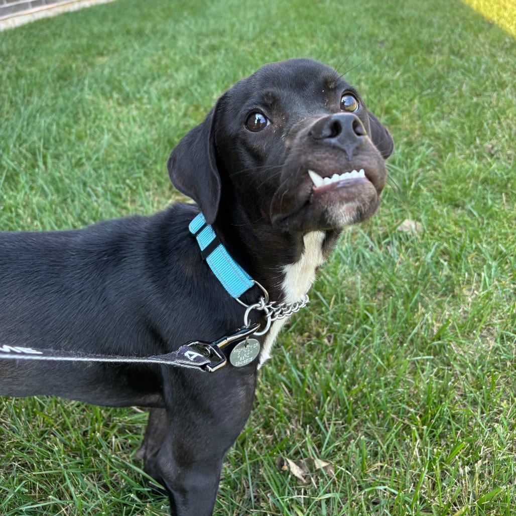 Photo of Bear, adoptable Mixed Breed (Medium) in Dayton, Ohio