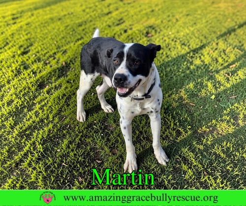 Photo of Martin, adoptable Pointer in Milton, Florida