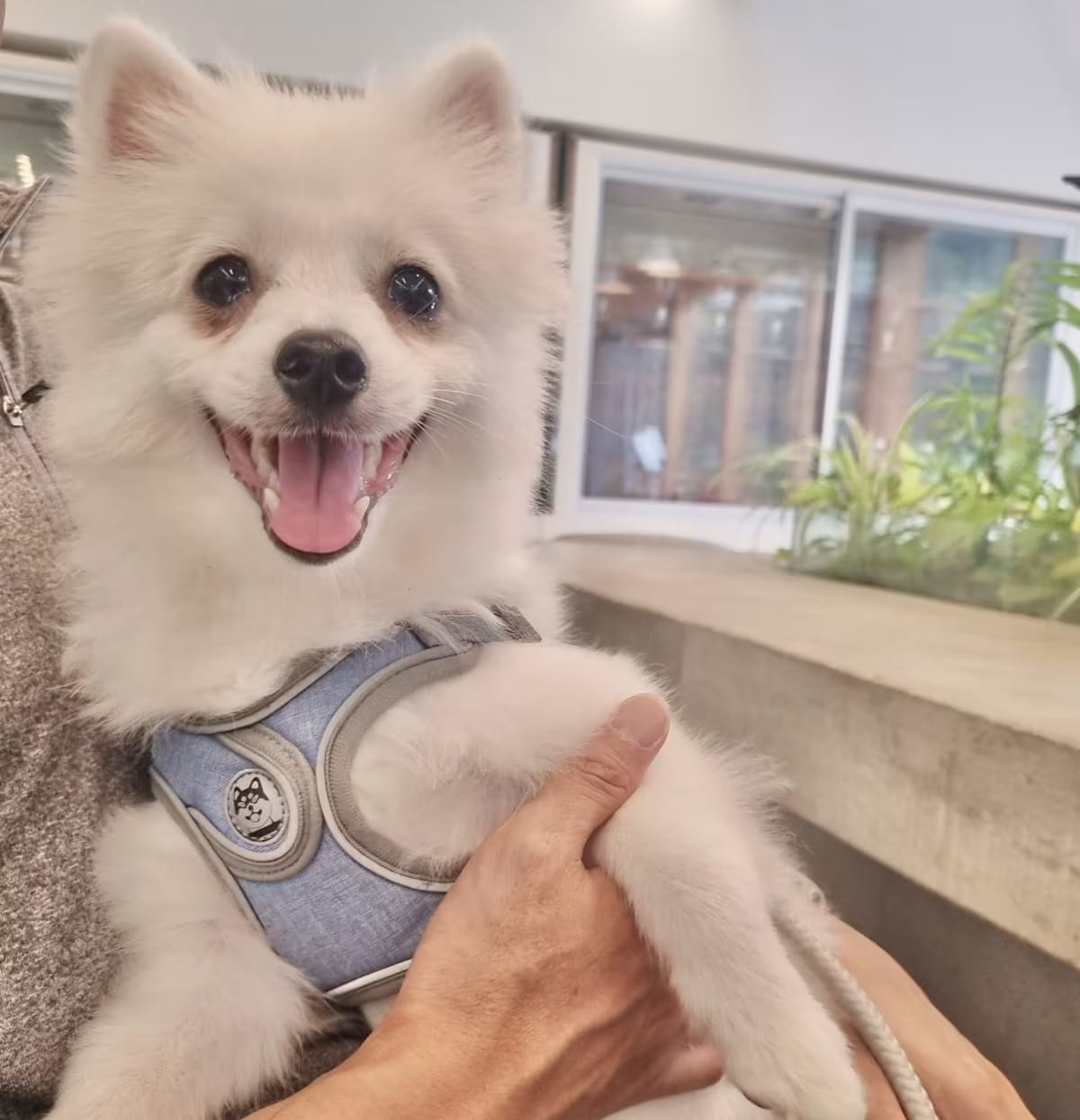 Photo of Mochi, adoptable Pomeranian Spitz (Unknown Type, Small) in Washington, District of Columbia