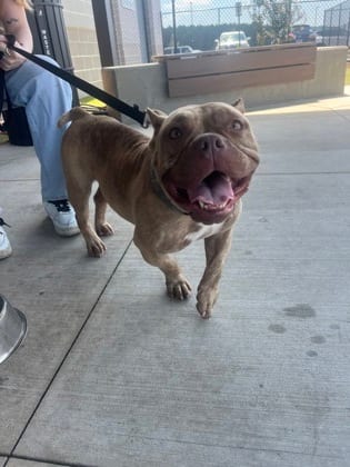 Photo of Lil Debbie, adoptable dog in Atlanta, Georgia