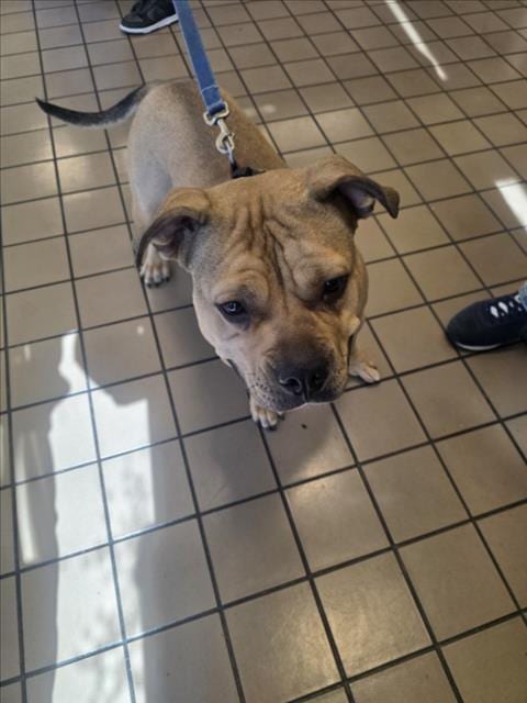Photo of A143691, adoptable American Bulldog in Burbank, California