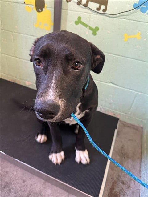 Photo of Maddy, adoptable Pit Bull Terrier in Sacramento, California