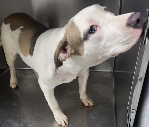Photo of Ash, adoptable Pit Bull cross in Lawrenceville, Georgia