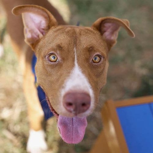 Photo of Digorno, adoptable American Staffordshire Terrier in San Antonio, Texas