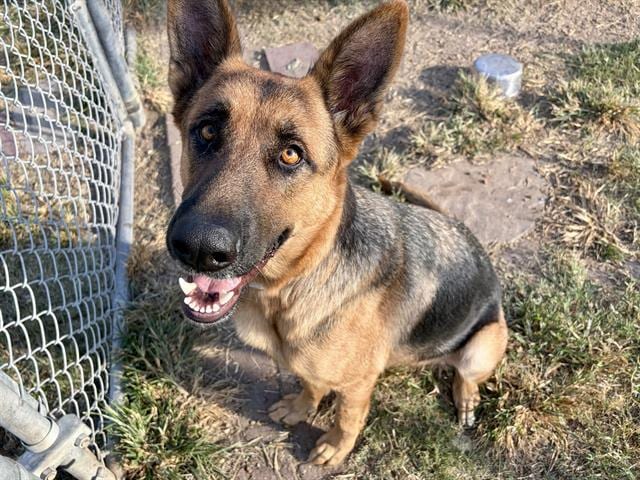 Photo of Poppy, adoptable German Shepherd Dog mix in Houston, Texas