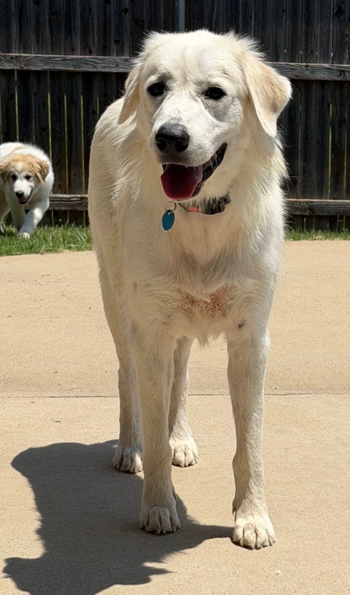 Photo of Mia, adoptable Great Pyrenees in Dallas, Texas