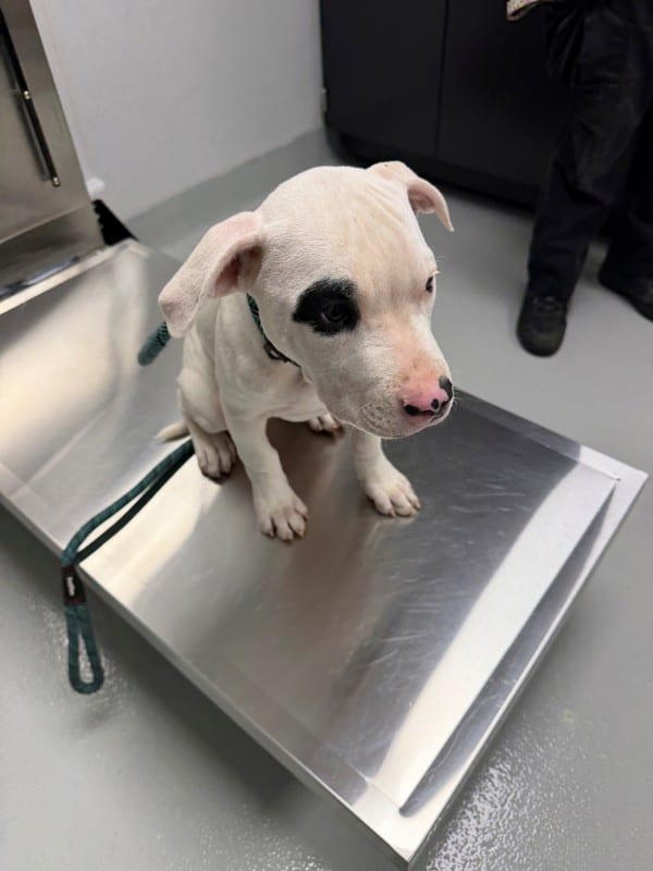 Photo of Ic-02 Snowman, adoptable Pit Bull cross in Lawrenceville, Georgia