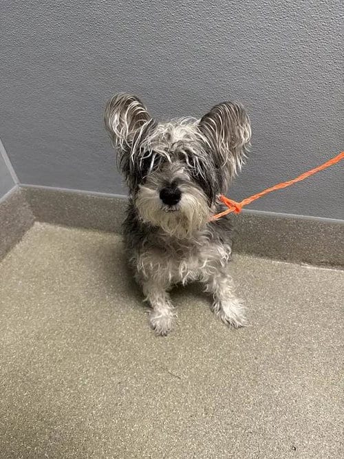 Photo of Bella, adoptable Miniature Schnauzer in Las Vegas, Nevada