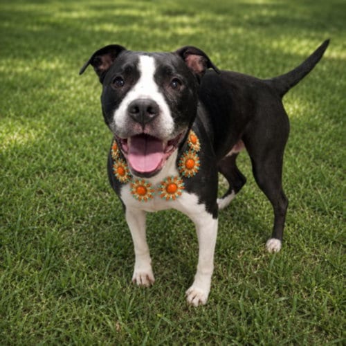 Photo of Lola, adoptable Pit Bull Terrier in Clinton Township, Michigan