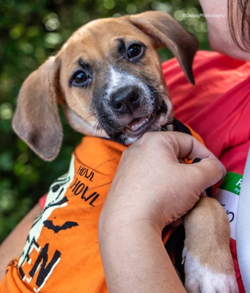 Photo of Stewart, adoptable Hound in Gilberts, Illinois