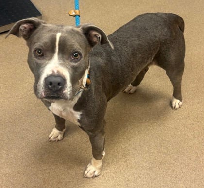 Photo of Cadillac, adoptable dog in Chamblee, Georgia