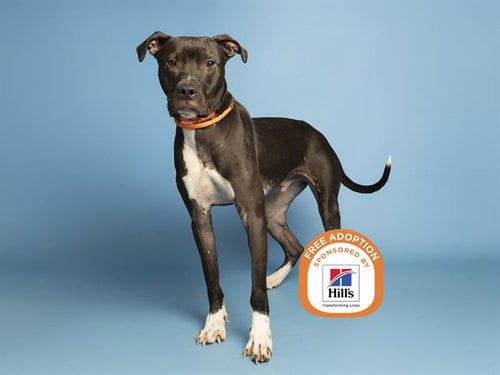 Photo of Seaweed, adoptable American Pit Bull Terrier in Phoenix, Arizona