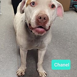 Photo of Chanel, adoptable American Staffordshire Terrier in Richmond, Indiana