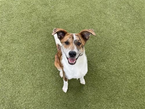 Photo of Tony The Tiger, adoptable American Staffordshire Terrier in Waco, Texas