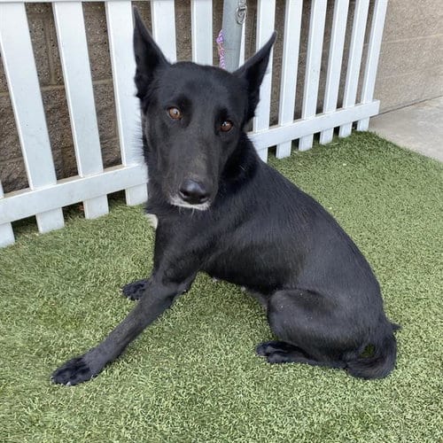 Photo of Chaka, adoptable Belgian Shepherd Malinois in Modesto, California