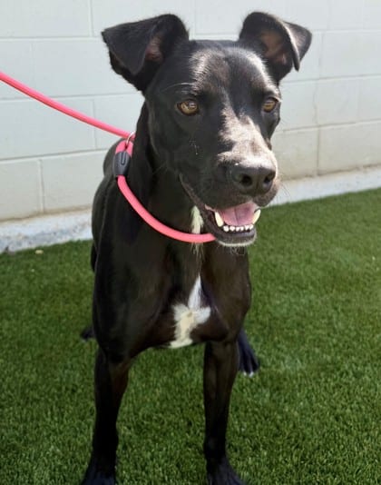 Photo of Bowie, adoptable Terrier, Pit Bull/Retriever, Labrador in Bakersfield, California