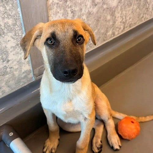 Photo of Okra, adoptable Unknown breed in Rancho Santa Fe, California