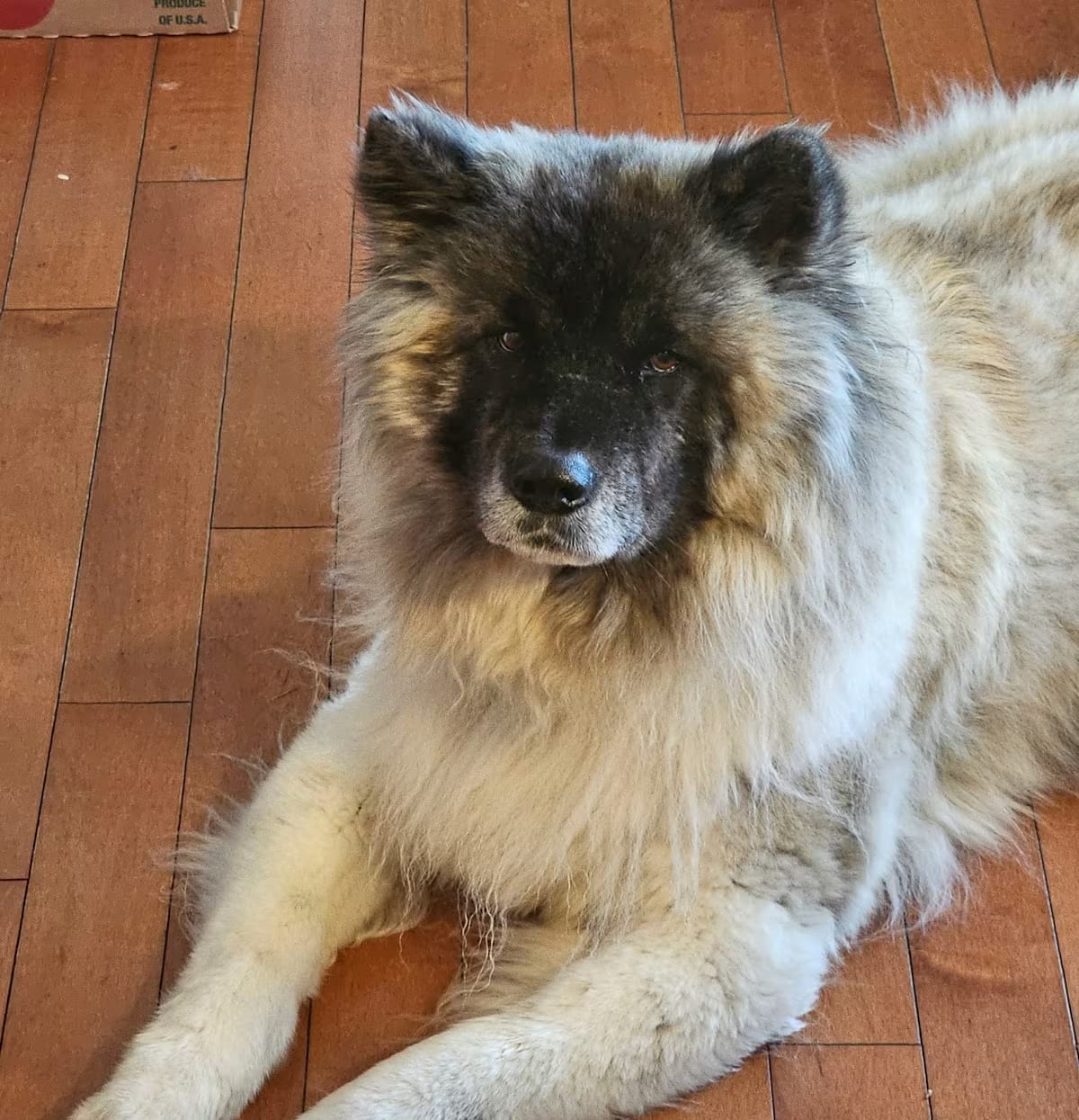 Photo of Lakota, adoptable Akita/Keeshond in Plain City, Ohio