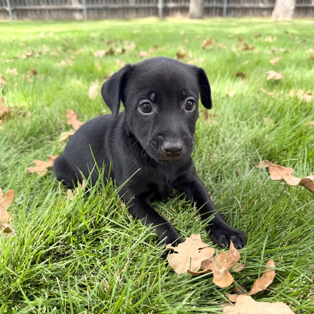 Photo of Emerald, adoptable Chihuahua / Mixed Breed (Small) in Central Texas, Texas