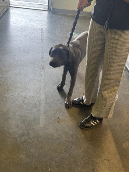 Photo of Cheryl, adoptable Pit Bull Terrier in Los Angeles, California