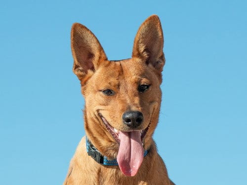 Photo of Maple, adoptable Australian Cattle Dog/Blue Heeler in San Andreas, California
