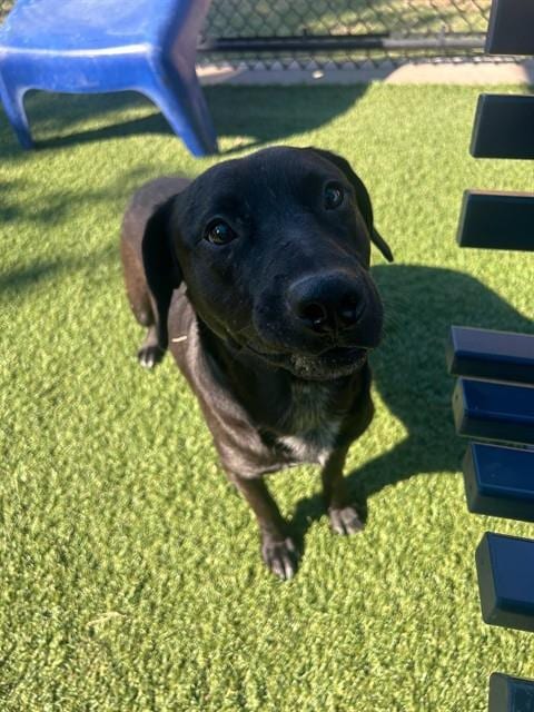Photo of Teddy, adoptable Mixed Breed