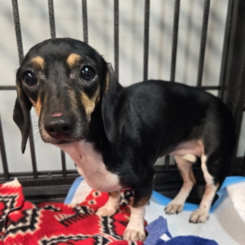 Photo of Sweet Tart, adoptable Dachshund in Normal, Illinois