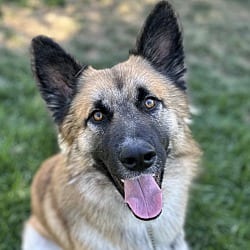 Photo of Tag, adoptable German Shepherd Dog in Dublin, California