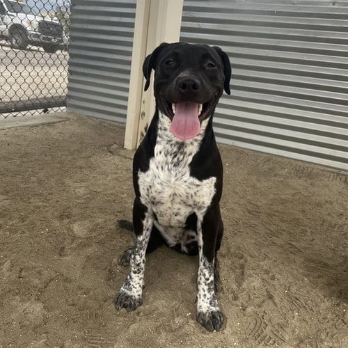 Photo of Ella, adoptable Labrador Retriever in Thousand Palms, California