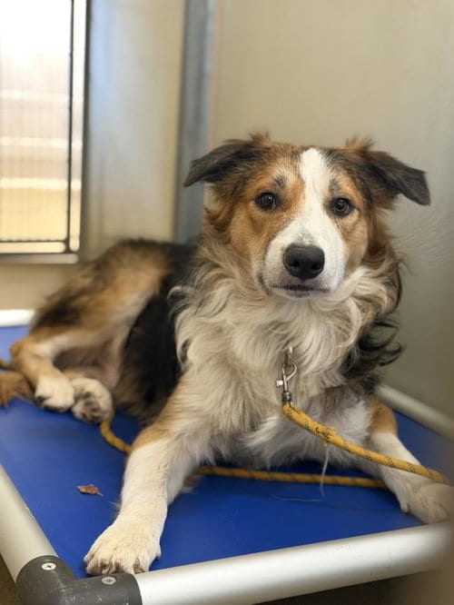 Photo of Colt, adoptable Border Collie in Santa Maria, California