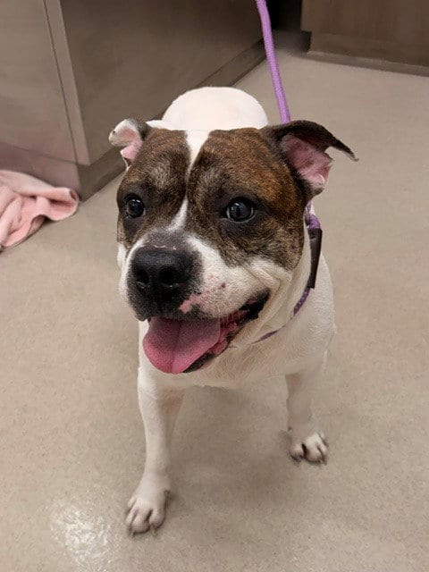 Photo of H2O, adoptable Pit Bull Terrier in Baytown, Texas