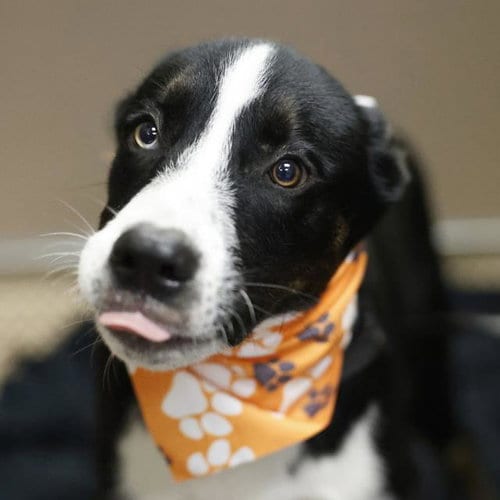 Photo of Zoltar, adoptable Husky in San Antonio, Texas