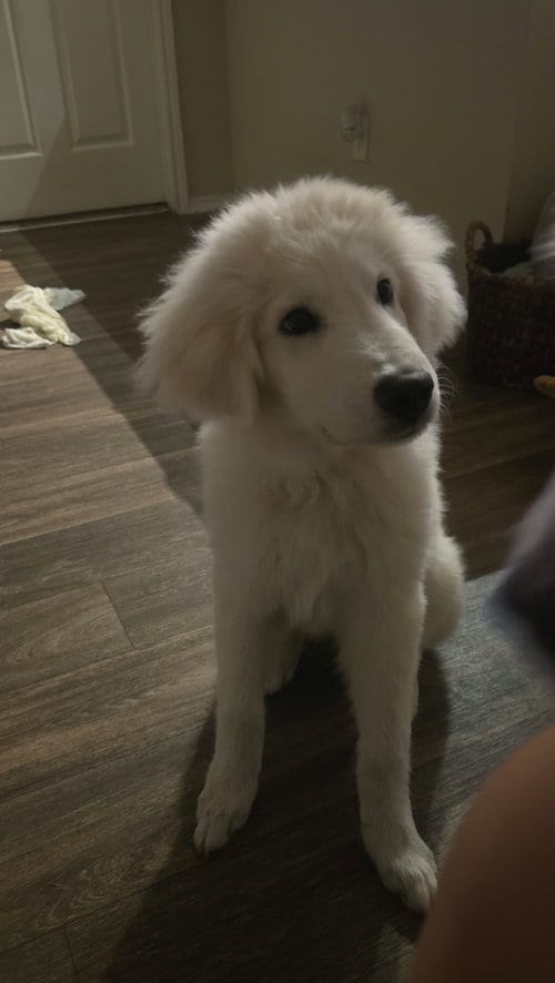 Photo of Kona, adoptable Great Pyrenees in Dallas, Texas